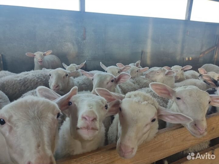 Молочные овцы