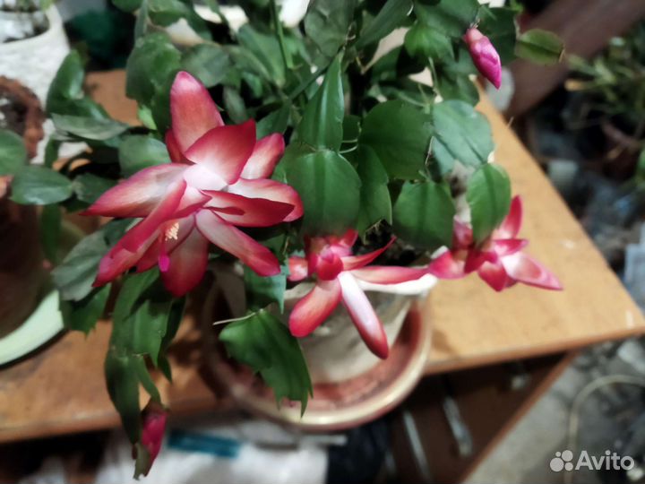 Цветок декабрист