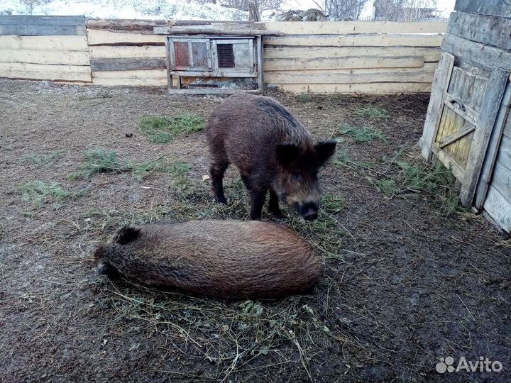 Дикий кабаны