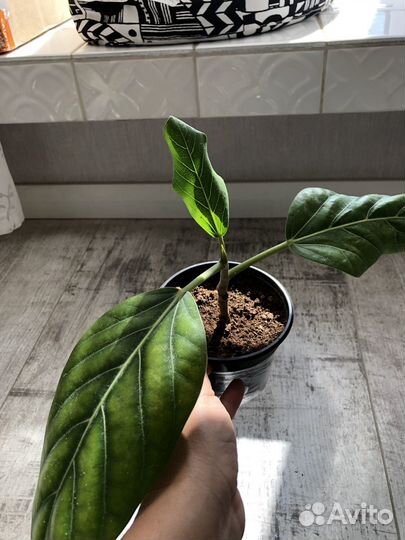 Фикус бенгальский одри