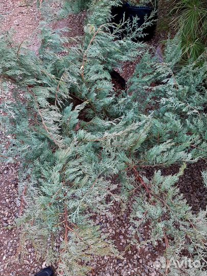 Можевельник Грей Оул голубой