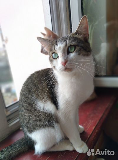 Кошечка, которая любит огурцы