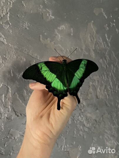 Ферма бабочек и живые бабочки