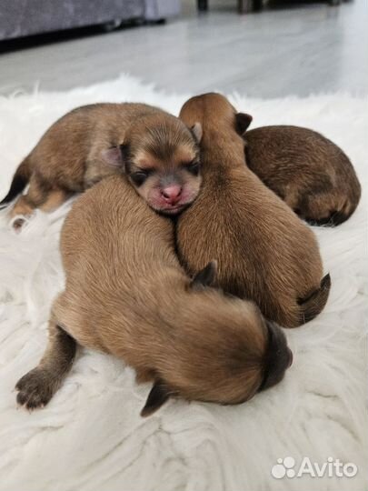 Щенок шпица