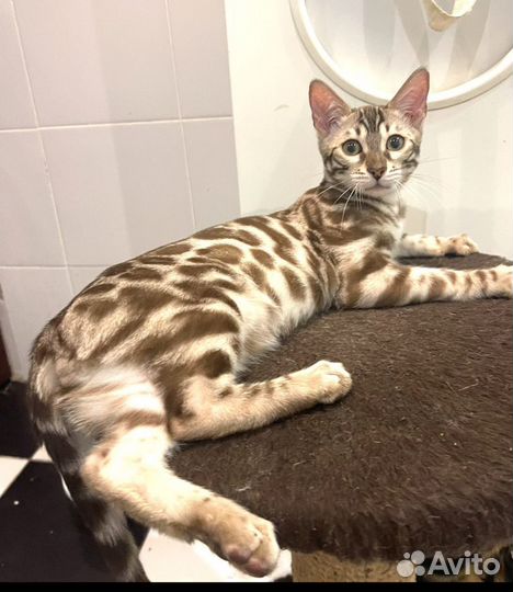 Бенгальские элитные котята с документами