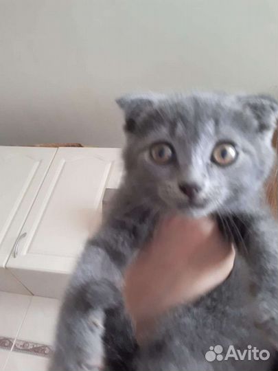 Британский вислоухий котенок