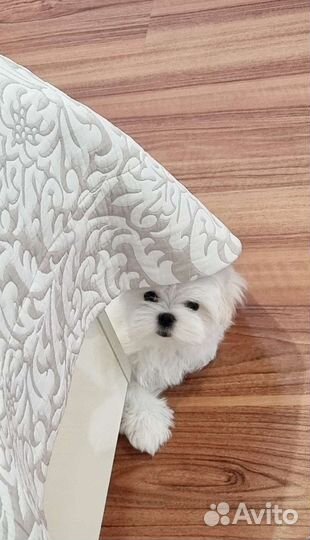 Щенки мальтийской болонки