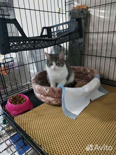 Ласкучие кото-девочки Виринея и Беляночка ищут дом