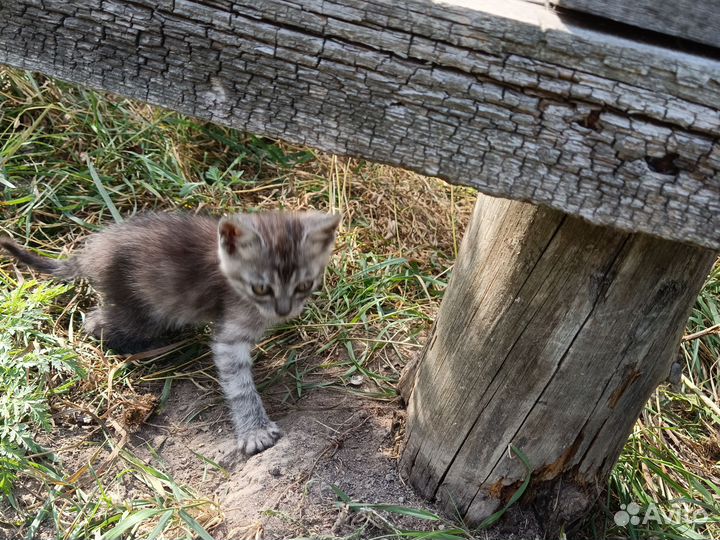 Котята в добрые руки 2 мес
