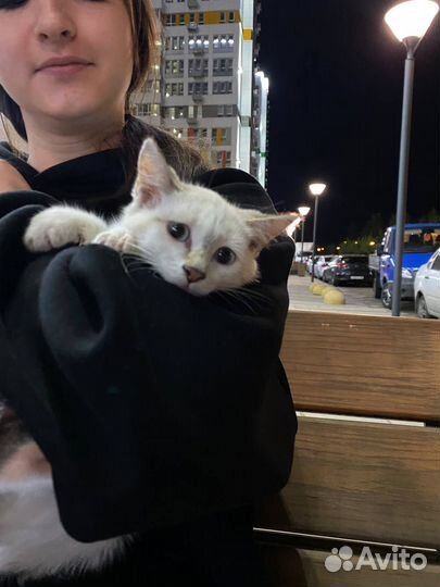 Котята в добрые руки бесплатно