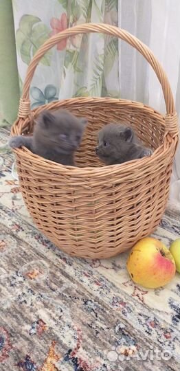 Шотландские котята