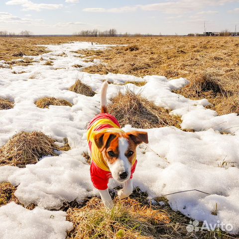Собака для фотосессии