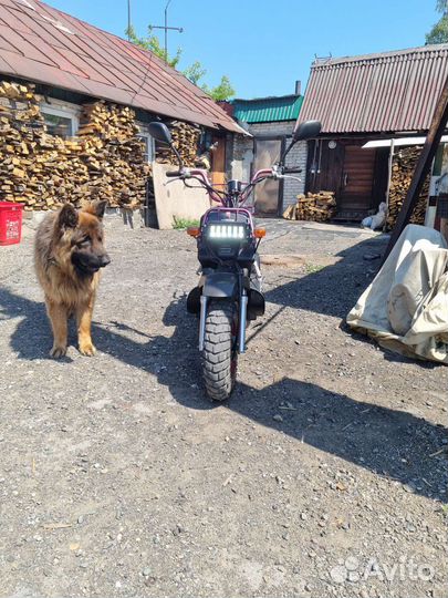 Хонда Зуммер