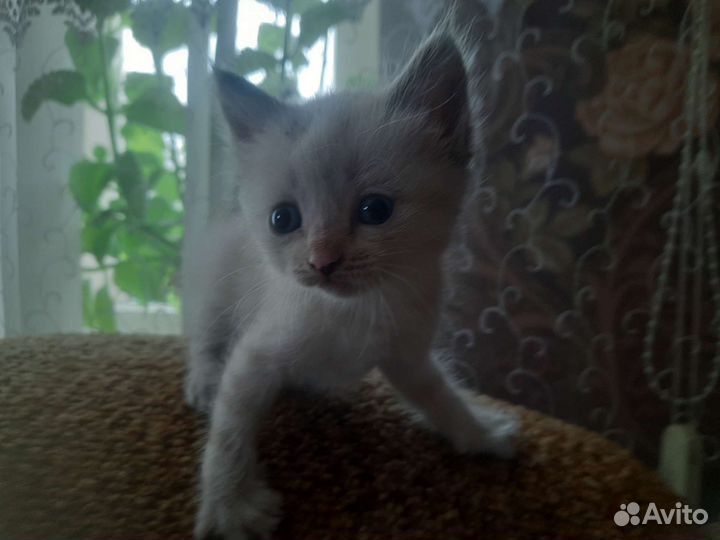 Отдам в добрые руки котят