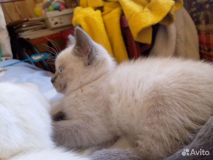 Котята