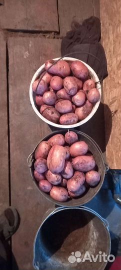 Картофель свежий урожай