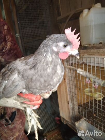 Инкубационое яйцо кур Сильверудд Блу, петушки