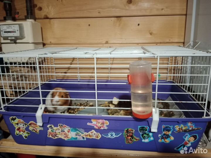Морская свинка с клеткой