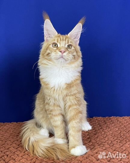 Мейн-кун рыжий