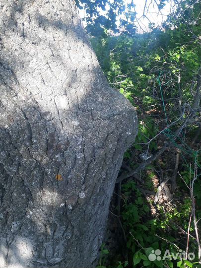 Кап сувель, дубовый