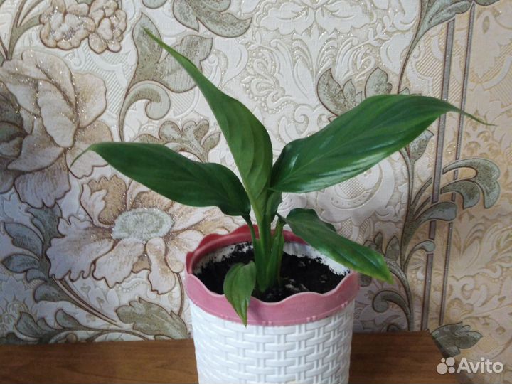 Спатифиллум