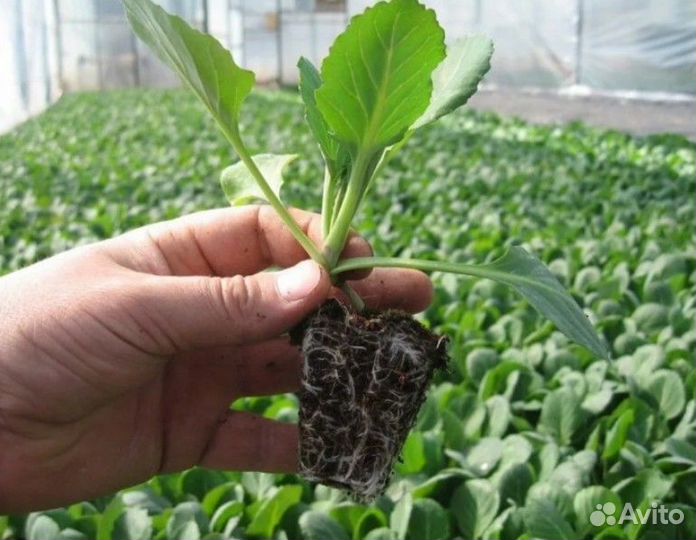 Продам рассаду капусты, помидор и сладкий перец