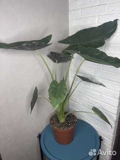 Комнатные цветы алоказия большой