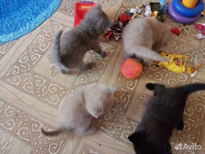 Шотландские котята