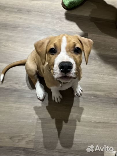 Американский стаффордширский терьер. для вязки