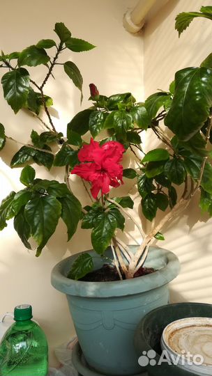 Гибискус китайская роза