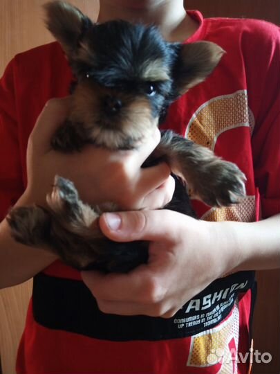 Йоркширский терьер