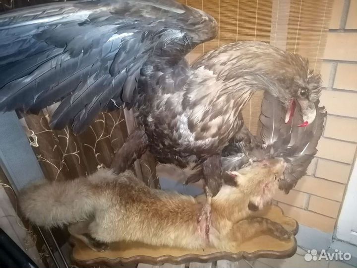 Чучело птицы