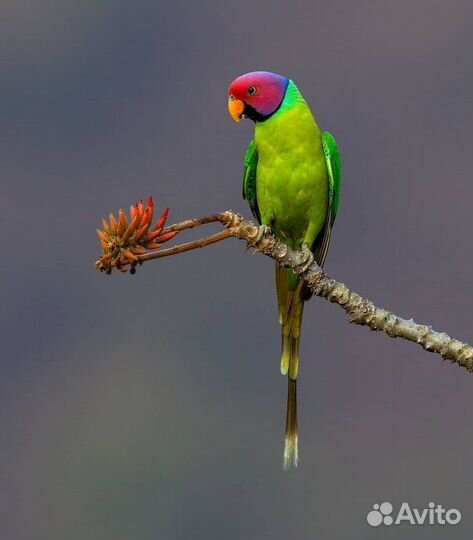 Кольчатый Сливоголовый попугай
