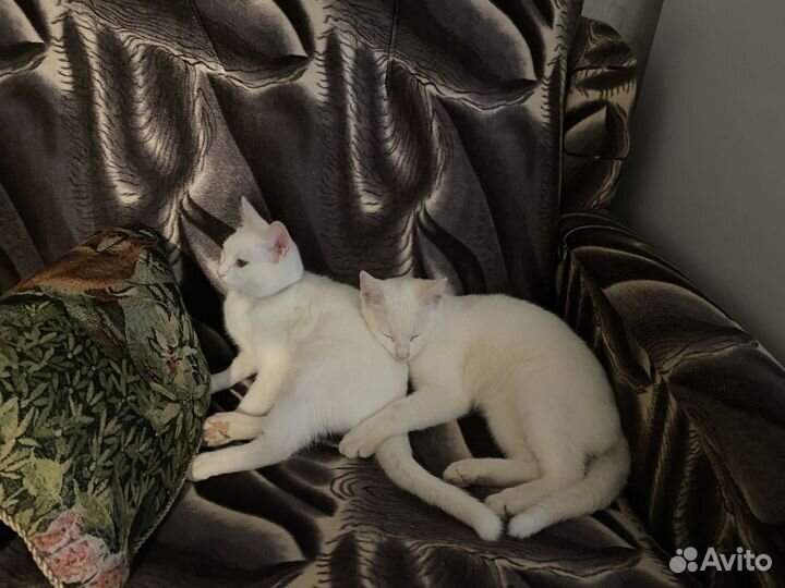 Котята ищут дом