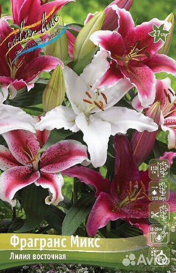 Лилии луковицы