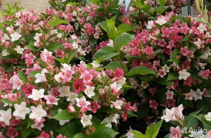 Вейгела carnival