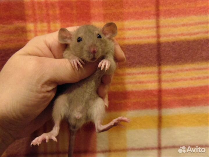 Крысы, крысята дамбо от заводчика, клетки, корм
