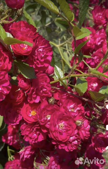 Розы в горшках