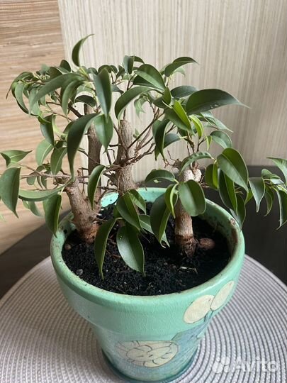 Комнатные растения цветы большие