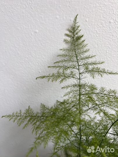 Аспарагус комнатный (спаржа)