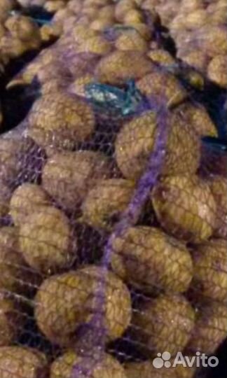 Картофель крупный красный и желтый