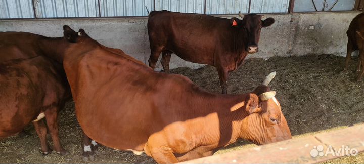 Продаются коровы