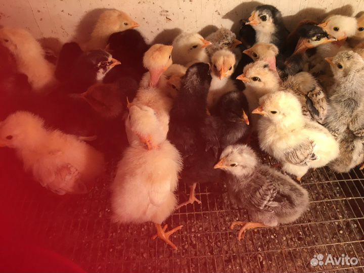 Цыплята