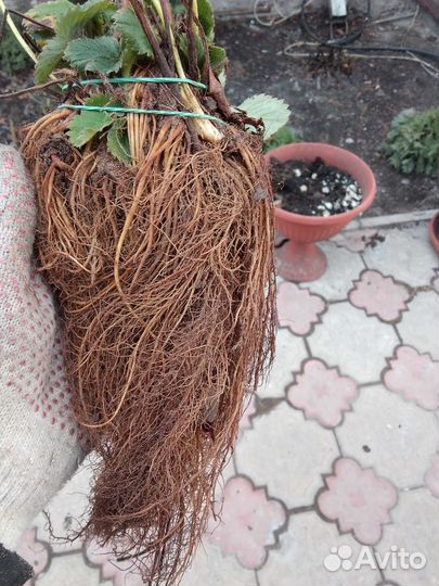 Рассада Клубника Ремонтантная Сорт Кабрилло Мурано