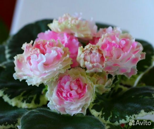 Детки и укорененные листики сортовых фиалок