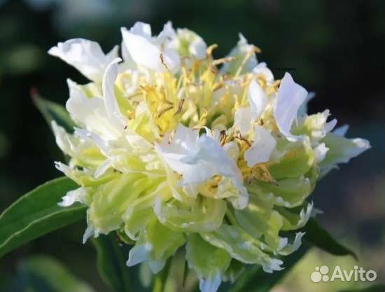 Пион грин хэлоу