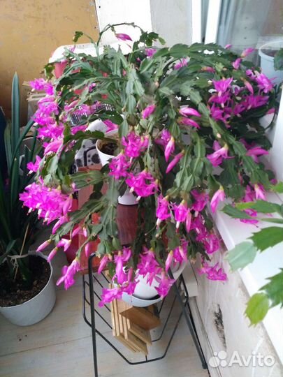 Декабрист шлюмбергера взрослое растение с горшком