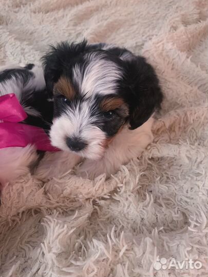 Щенки бивер