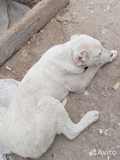 Продам алабай