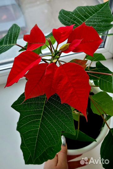 Пуансеттия